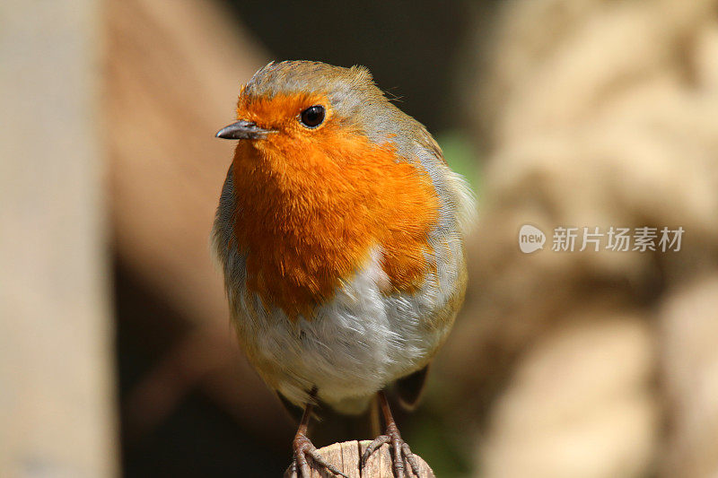 野知更鸟红胸雀栖息在篱笆柱在阳光下，知更鸟鸟(Erithacus rubecula)栖息在橙色红色的胸部和棕色的羽毛，花园野生动物，自然和鸟类观察在英国，英国，在模糊的花园背景